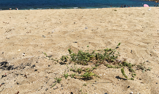 Şanlıurfa'da görev yapan öğretmen buldu: Kum deliçayı ismi verildi