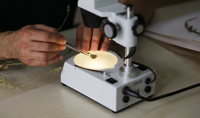 Şanlıurfa'da görev yapan öğretmen buldu: Kum deliçayı ismi verildi