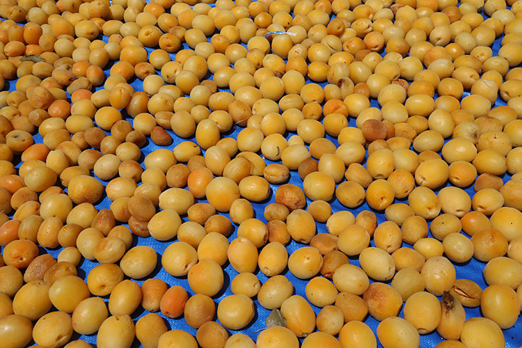 Şanlıurfa'dan giden mevsimlik işçilerin zorlu kayısı mesaisi başladı