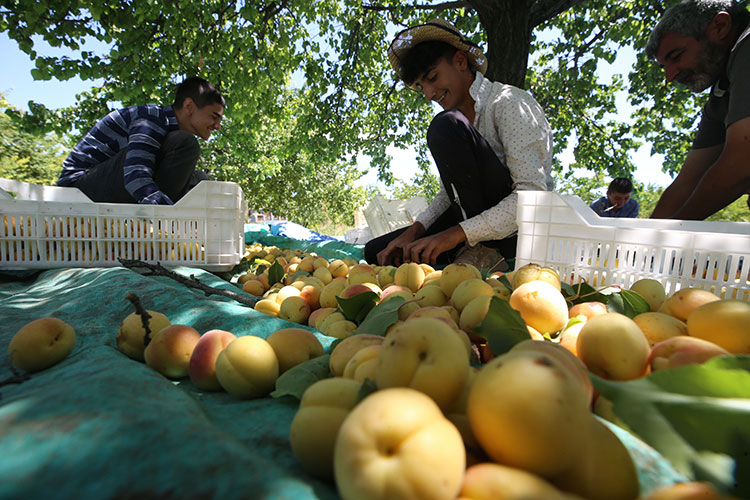 Şanlıurfa'dan giden mevsimlik işçilerin zorlu kayısı mesaisi başladı