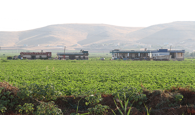 Şanlıurfa'daki tarım arazileri giderek betonlaşıyor: Yapıların izni yok, denetim yapılmıyor