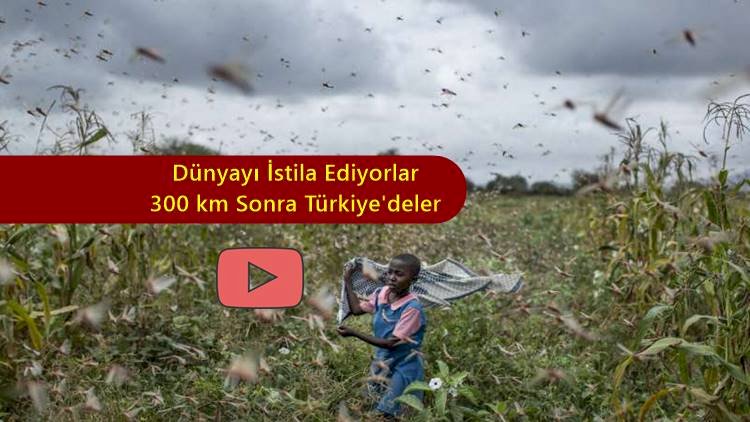 Afrika ve Ortadoğu'yu kasıp Kavuran Çekirge İstilası Komşulara da Sıçradı