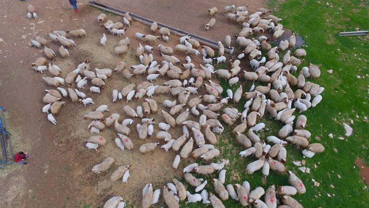 Koyunlarla Kuzuların Buluşması Renkli Görüntülere Sahne Oldu