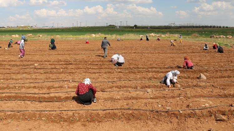 Şanlıurfa'da Fide Eken Tarım İşçilerinden Sosyal Mesafe Kuralı