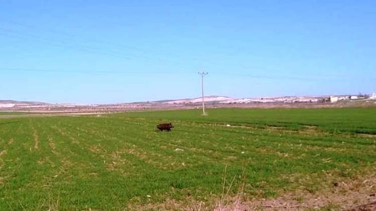 Hilvan'da Yaban Domuzu Paniği / Sokaklar Boş kalınca Domuzlar Mahalleye Geldi