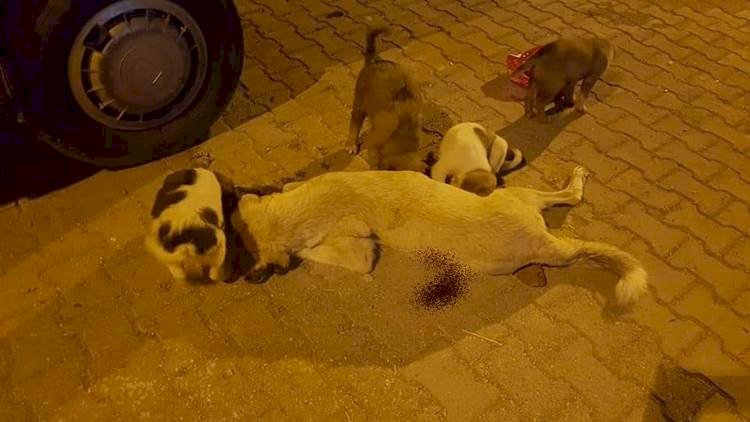 Viranşehir'de Sokak Köpeği Öldürüldü Yavruları Sahipsiz Kaldı