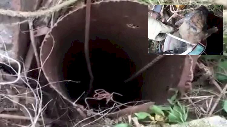 Şanlıurfa'da Yavru Köpek Sondaj Kuyusundan Kurtarıldı