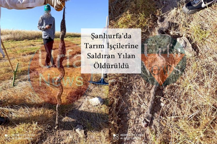 Hilvan'da Mercimek Toplayan İşçilere Saldıran Yılan Öldürüldü
