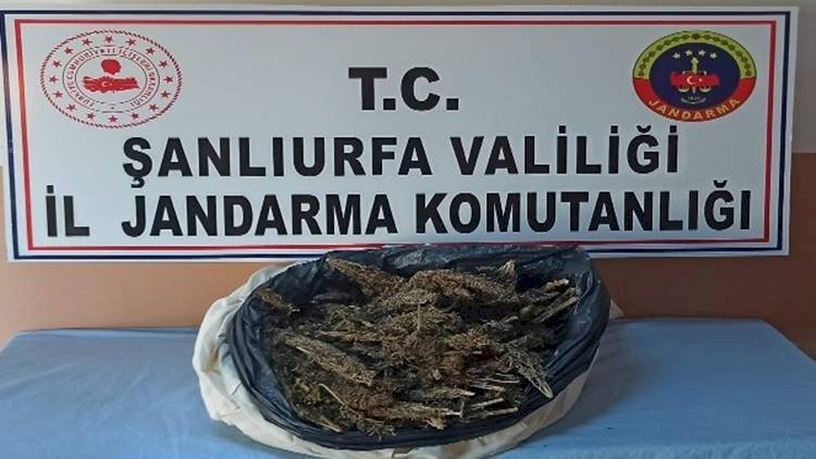 Şanlıurfa'da Jandarmanın Uyuşturucu Operasyonu 10 Kilo Esrar Ele Geçirildi