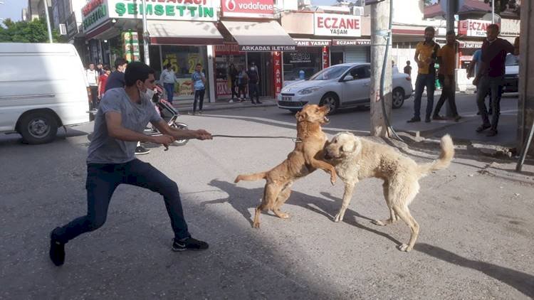 Viranşehir'de Genç Yaralanma Pahasına Dövüşen Köpeklerin Arasına Girdi