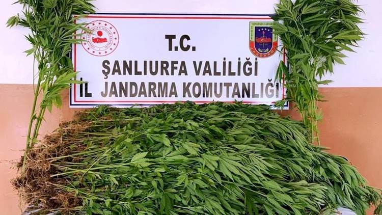 Şanlıurfa'da Kenevir Bitkisi Ele Geçirildi