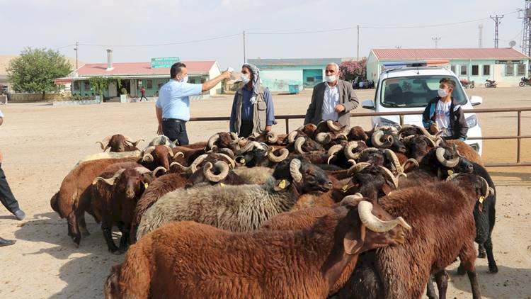 Şanlıurfa Hayvan Pazarında Sosyal Mesafeli Pazarlık