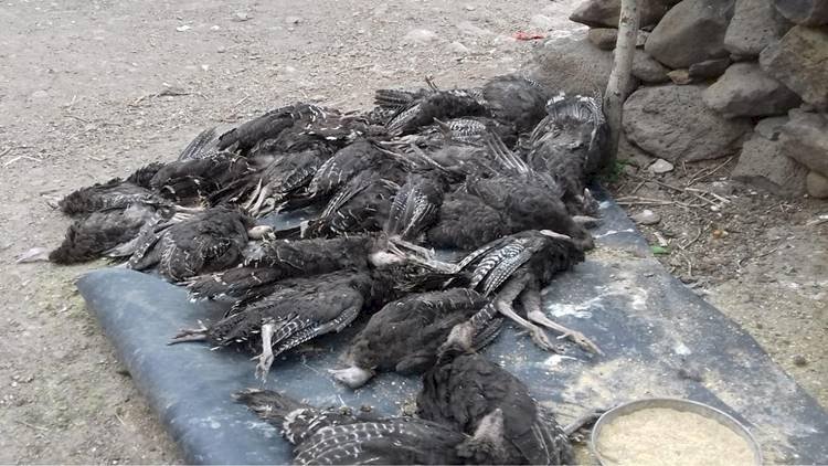 Urfalı Çiftçi İlaç Dozunu Hatalı Ayarlayınca 500 Hindisi Telef Oldu