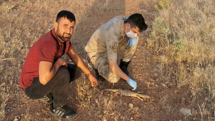 Şanlıurfa'da Ender Bulunan Çöl Varanı Görüldü