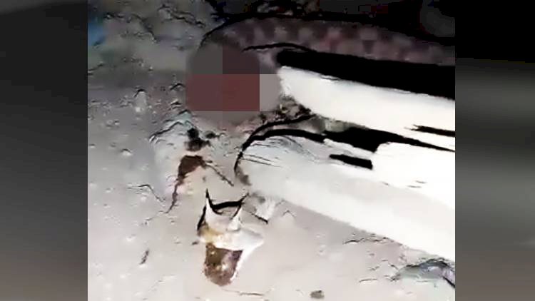 Şanlıurfa'da kümese giren Boynuzlu Engerek Yılanı Köylüler tarafından öldürüldü