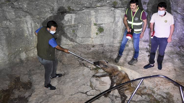 Şanlıurfa'da Gece Yarısı Yaralı Sırtlan Operasyonu