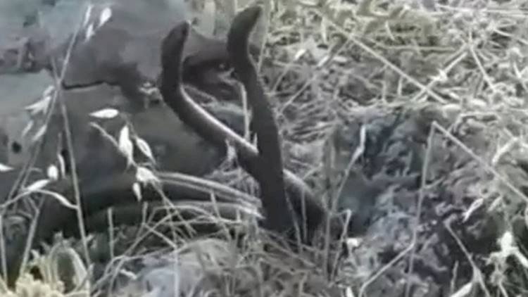 Şanlıurfa'da İki Yılanın Çiftleşme Dansı Kameralara Yansıdı