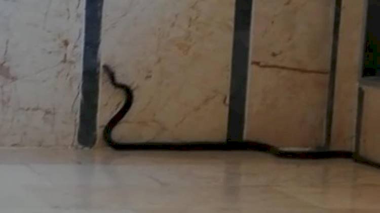 Şanlıurfa'da 2 Metrelik Dev Yılan Paniği