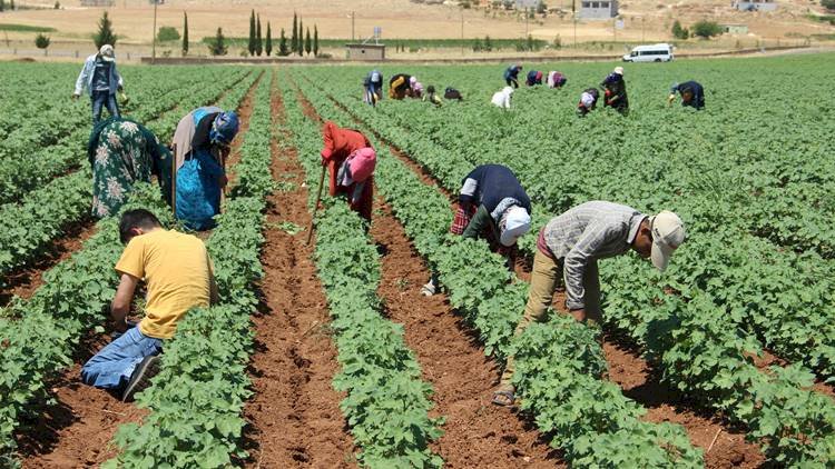 Günlük 50 Liraya Çalışan Tarım İşçileri Emeğimizin Karşılığını Alamıyoruz