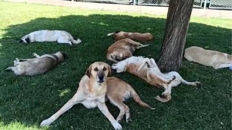 Şanlıurfa'da Bir Kişi Sokak Köpeklerini Görüntülerken Köpeklerin Saldırısına Uğradı