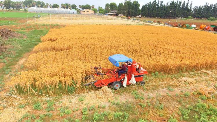 Şanlıurfa'da Alternatif Ürün Aspir Bitkisinin İlk Hasadı Gerçekleştirildi