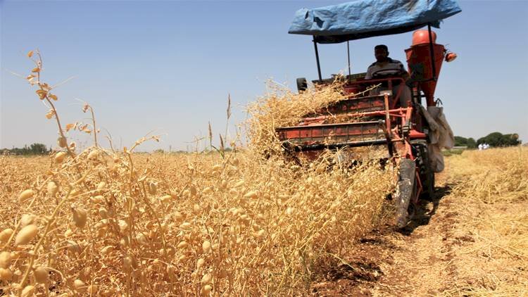 Şanlıurfa'da Tescillenen Nohut Tohumu Yüksek Verimle Yüzleri Güldürdü