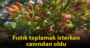 Ceylanpınar'da feci ölüm