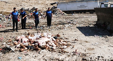 Şanlıurfa'da ele geçirilen 3 ton et imha edildi