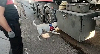 Şanlıurfa'da kaçak telefonları tespit köpeği buldu