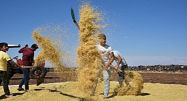 Tescilli Karacadağ pirincinde hasat zamanı!