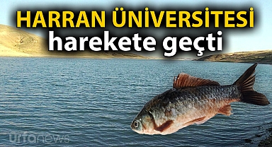 Fırat nehrinde istilacı sazan tehdidi giderek büyüyor