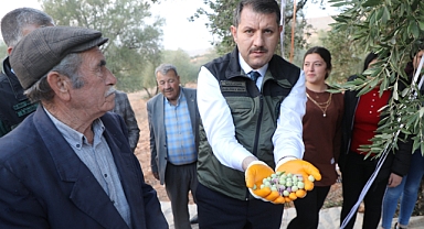 Halfeti'de zeytin hasadı etkinliği