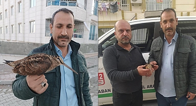 Kırsalda yaralı halde bulunan çulluk kuşu tedavi altına alındı