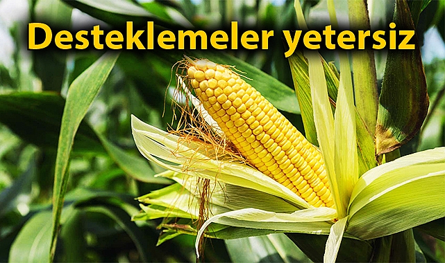 Mısırın maliyeti 5,54 lira olarak hesaplandı