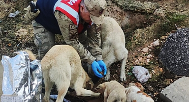Şanlıurfa'da aç kalan sokak hayvanlarını jandarma besledi