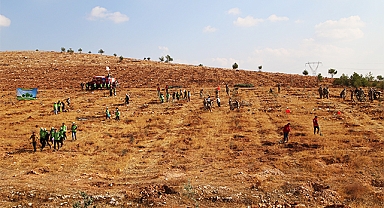 Şanlıurfa'da binlerce fidan toprakla buluştu
