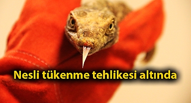 Şanlıurfa'da bitkin halde bulundu