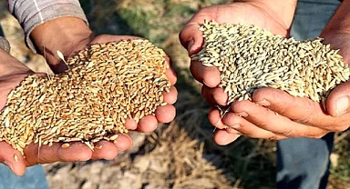 Şanlıurfa'da güncel buğday ve arpa fiyatları