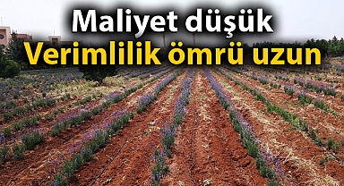 Şanlıurfa'da ilk hasat yapıldı