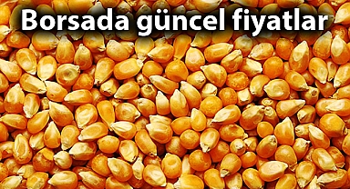 Şanlıurfa'da mısır fiyatlarındaki düşüş sürüyor