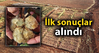 Şanlıurfa'da 'renkli pamuk' dönemi mi başlıyor?
