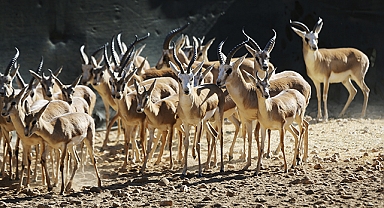 Şanlıurfa'da türkülere konu olan ceylanlar nasıl korunuyor?