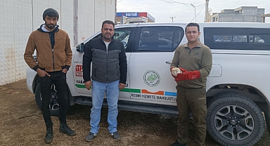 Şanlıurfa'da yaralı halde bulunan peçeli baykuş tedavi altına alındı