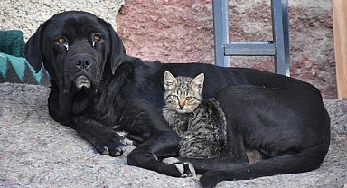 Yavrularını kaybeden köpek, annesiz kediye bakıyor