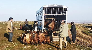 Şanlıurfa'da çalınan keçiler komşu ilde bulundu