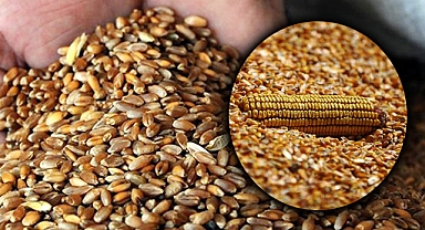 Şanlıurfa'da güncel buğday ve mısır fiyatları