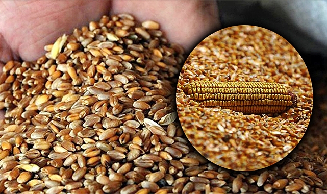 Şanlıurfa'da güncel buğday ve mısır fiyatları