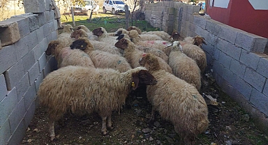Şanlıurfa'da iki kişi koyun çaldıkları iddiasıyla gözaltına alındı