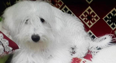Şanlıurfa'da kayıp emanet köpek aranıyor