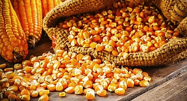 Şanlıurfa'da mısır kaç liradan satıldı?